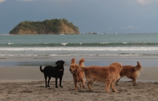 local dogs at the beach