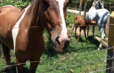 local horses