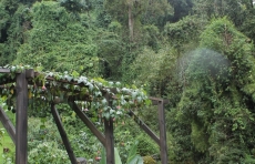 Trogon Lodge