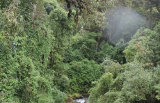 Trogon Lodge